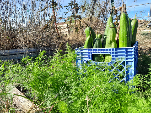 The Burden of Abundance & Our Individual Capacity