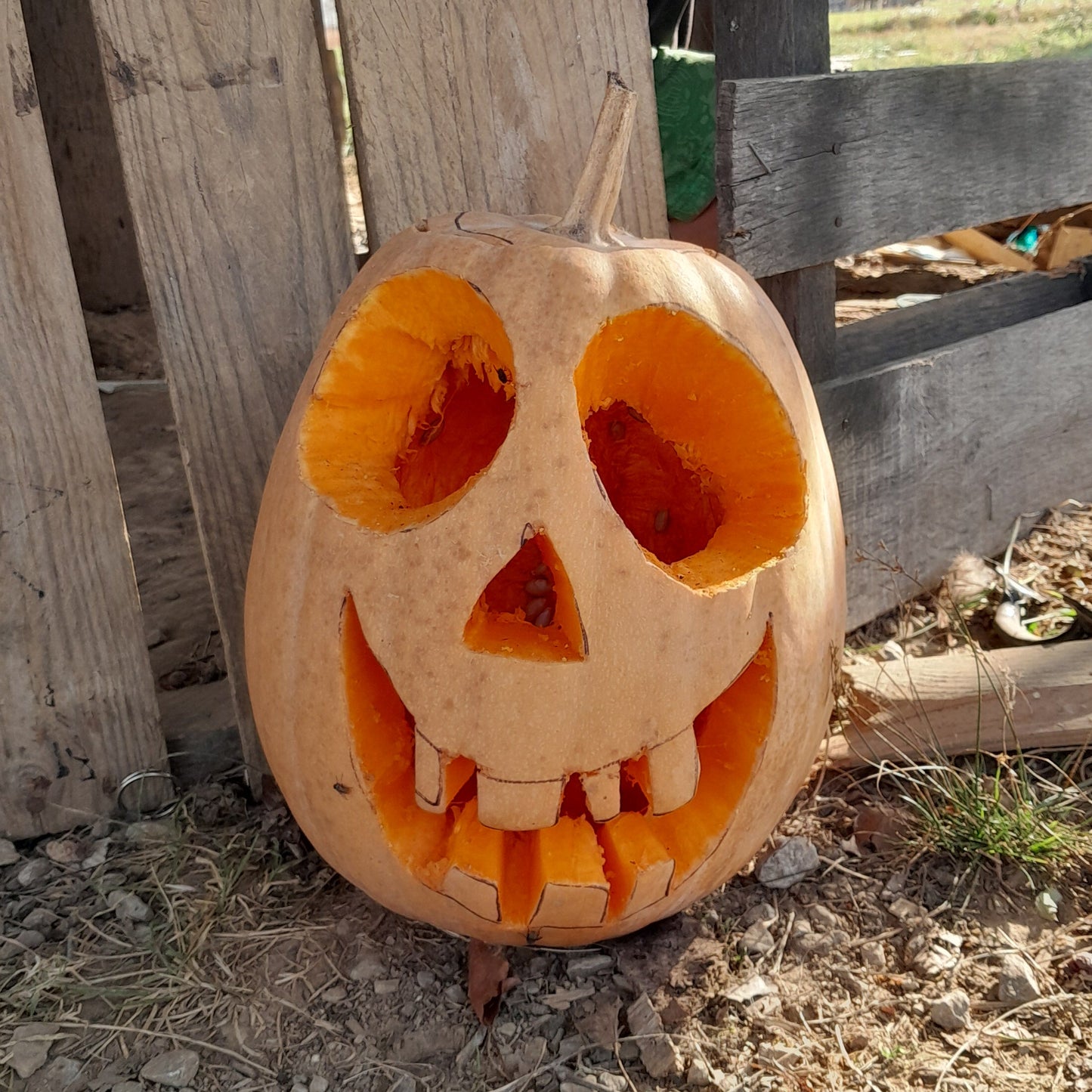 Dutch Fork Pie Pumpkin Seeds:  12 Seeds Per Packet