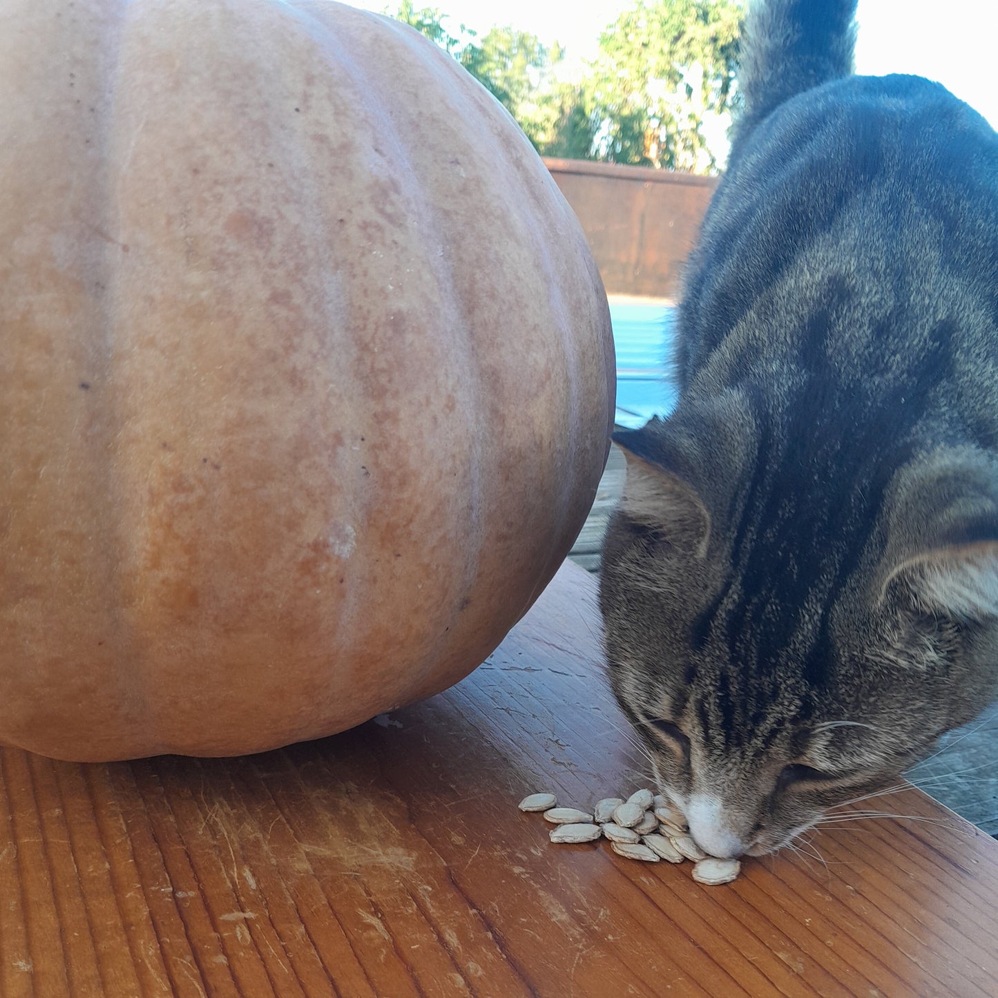 Dutch Fork Pie Pumpkin Seeds:  12 Seeds Per Packet