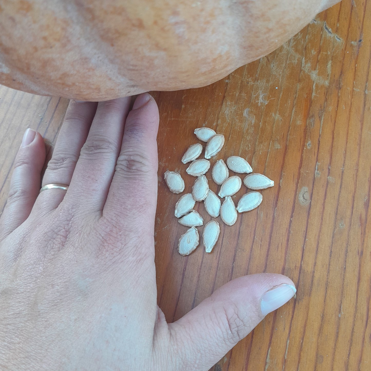 Dutch Fork Pie Pumpkin Seeds:  12 Seeds Per Packet