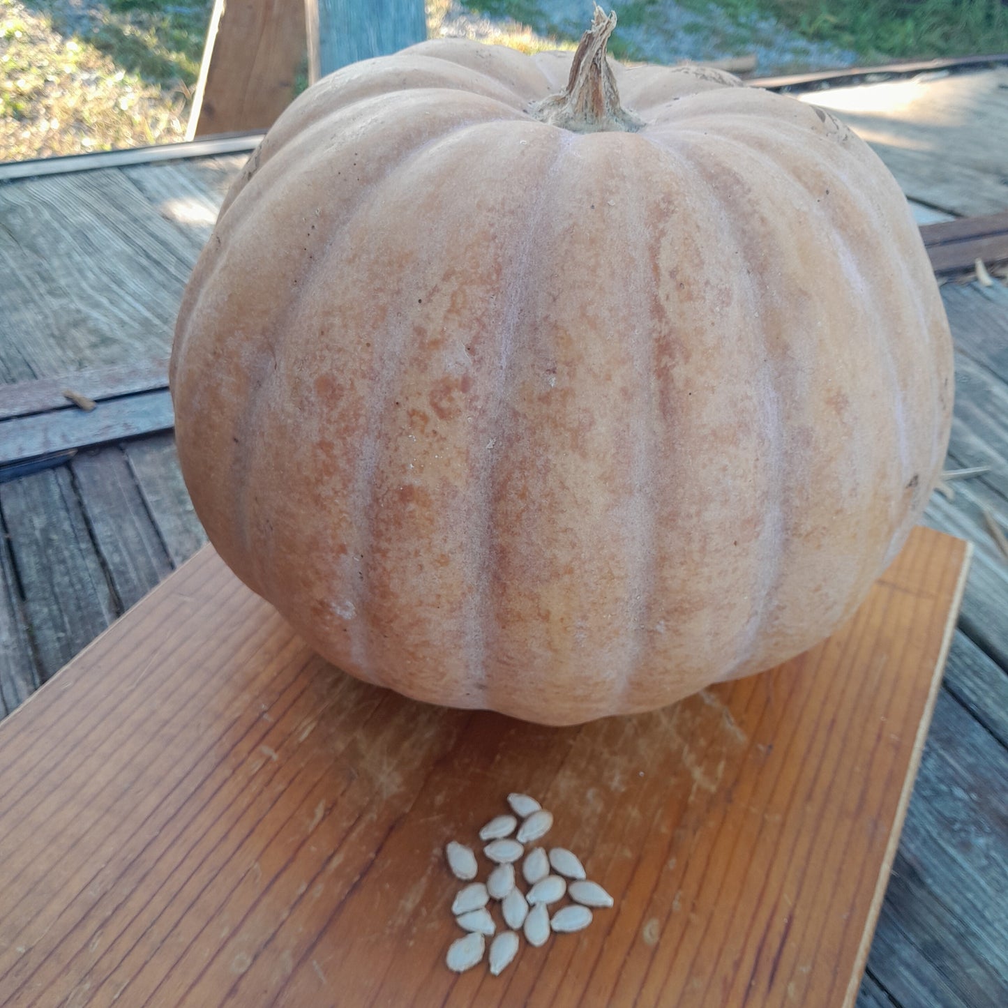 Dutch Fork Pie Pumpkin Seeds:  12 Seeds Per Packet