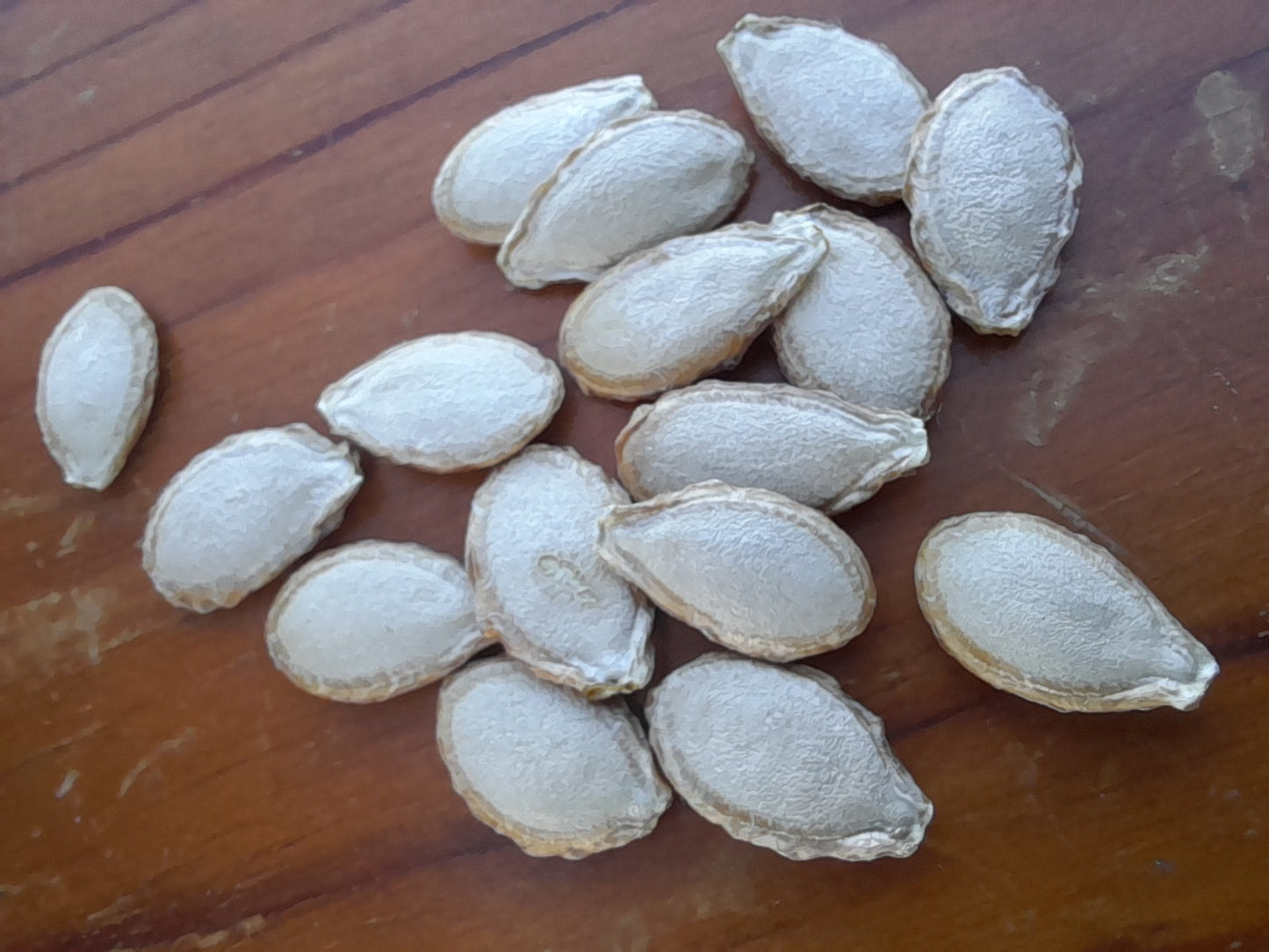Dutch Fork Pie Pumpkin Seeds:  12 Seeds Per Packet