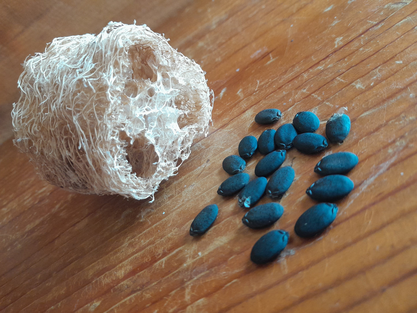 Luffa Seeds (12 per packet)