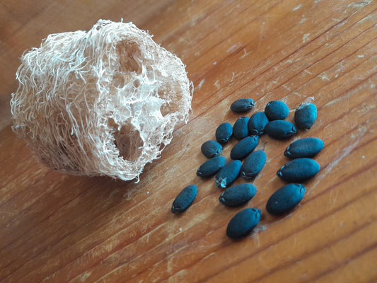 Luffa Seeds (12 per packet)