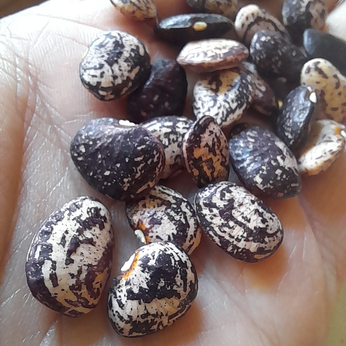 Heirloom Calico Lima Bean Seeds - 15 Per Packet