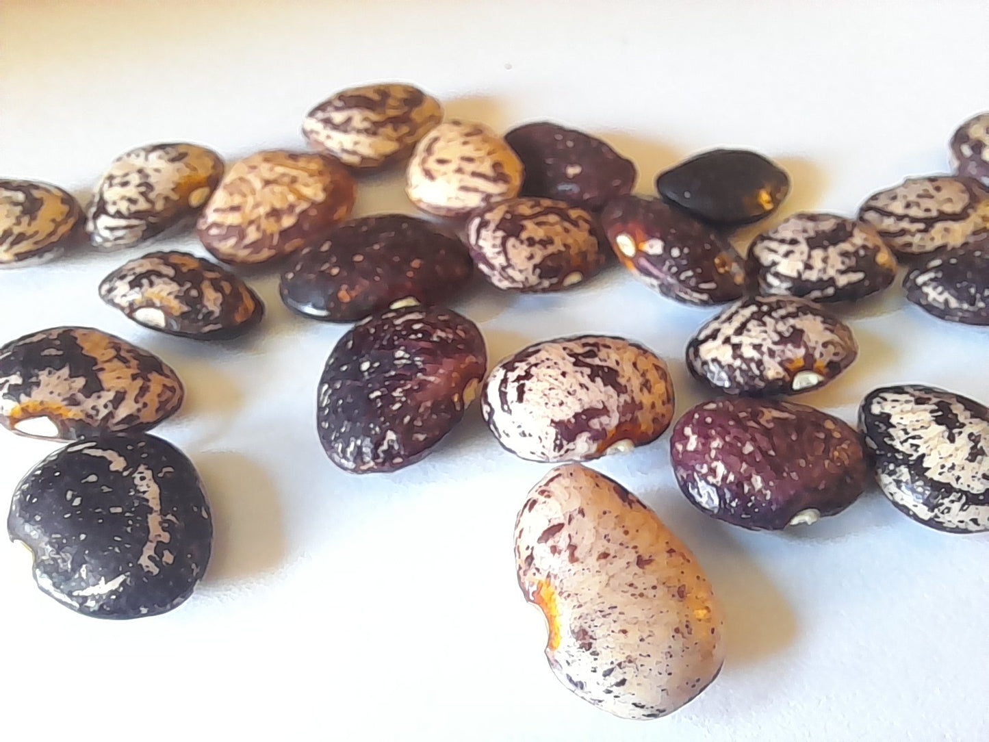 Heirloom Calico Lima Bean Seeds - 15 Per Packet