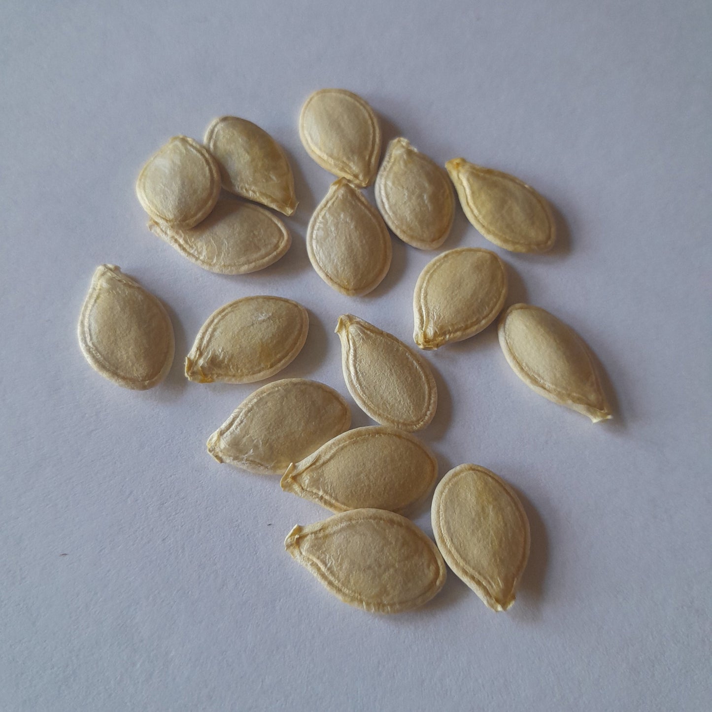 Open-Pollenated Spaghetti Squash Seed-15 per packet