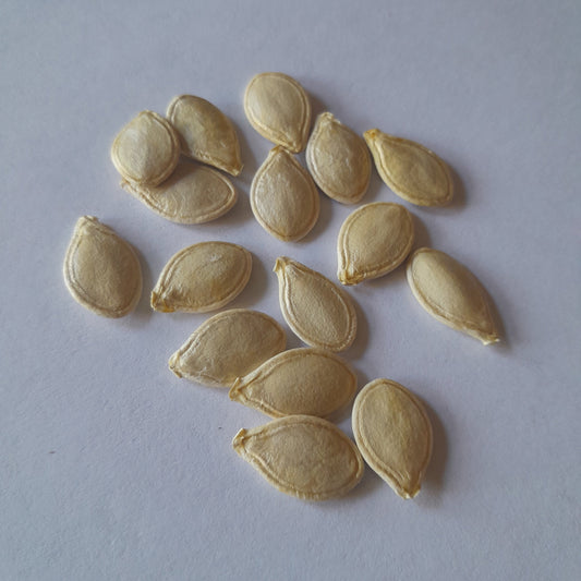 Open-Pollenated Spaghetti Squash Seed-15 per packet