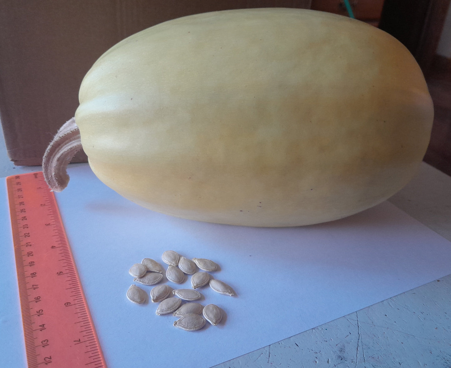 Open-Pollenated Spaghetti Squash Seed-15 per packet