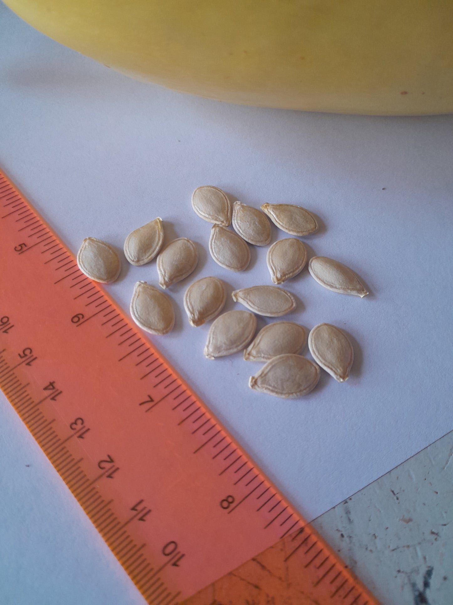 Open-Pollenated Spaghetti Squash Seed-15 per packet