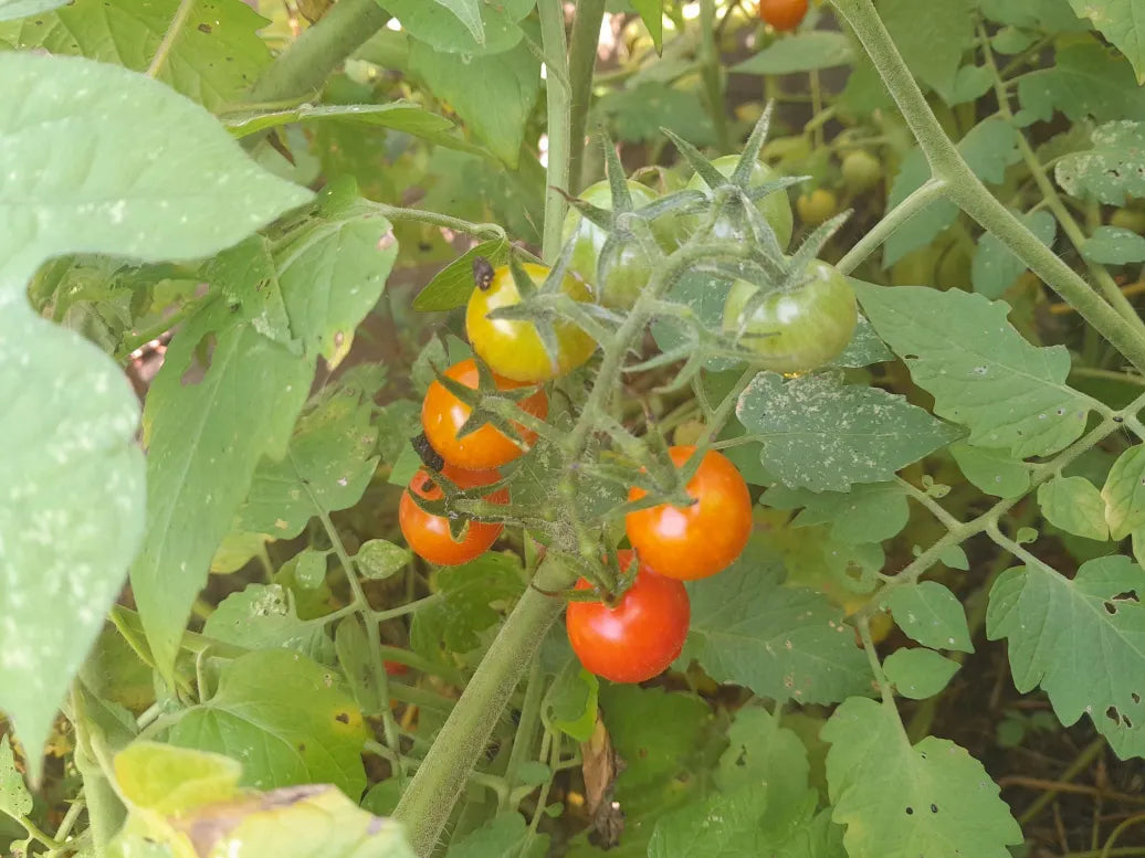 Red-Yellow Currant Tomato Seeds (F1, 2025) Free US Shipping