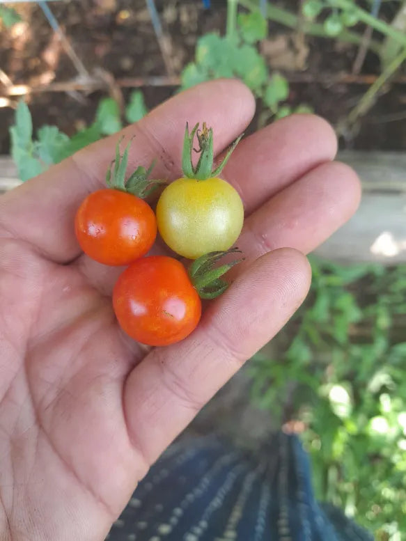 Red-Yellow Currant Tomato Seeds (F1, 2025) Free US Shipping